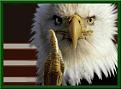 Clicca sull'immagine per ingrandirla. 

Nome:   american eagle.jpg.jpg 
Visite: 410 
Dimensione: 46.6 KB 
ID: 85129