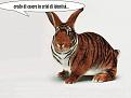Clicca sull'immagine per ingrandirla. 

Nome:   coniglio tigre.jpg 
Visite: 450 
Dimensione: 259.6 KB 
ID: 85208