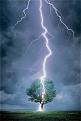 Clicca sull'immagine per ingrandirla. 

Nome:   Lightning_Tree.jpg 
Visite: 377 
Dimensione: 104.0 KB 
ID: 85414