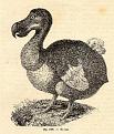 Clicca sull'immagine per ingrandirla. 

Nome:   il dodo  Raphus cucullatus uccello estinto.jpg 
Visite: 399 
Dimensione: 172.1 KB 
ID: 85423