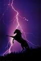 Clicca sull'immagine per ingrandirla. 

Nome:   Lightning-and--Horse.jpg 
Visite: 369 
Dimensione: 22.8 KB 
ID: 85829