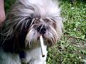 Clicca sull'immagine per ingrandirla. 

Nome:   cane-che-fuma.jpg 
Visite: 368 
Dimensione: 155.0 KB 
ID: 86224