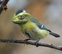 Clicca sull'immagine per ingrandirla. 

Nome:   FrogBird_by_WaltervanSanten1.jpg 
Visite: 365 
Dimensione: 224.4 KB 
ID: 86513