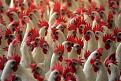 Clicca sull'immagine per ingrandirla. 

Nome:   bird-flu.jpg 
Visite: 400 
Dimensione: 162.0 KB 
ID: 88159