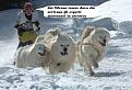 Clicca sull'immagine per ingrandirla. 

Nome:   100321Sleddog.jpg 
Visite: 420 
Dimensione: 121.5 KB 
ID: 89012