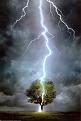 Clicca sull'immagine per ingrandirla. 

Nome:   Lightning-Striking-Tree-Posters.jpg 
Visite: 382 
Dimensione: 28.8 KB 
ID: 89024