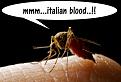 Clicca sull'immagine per ingrandirla. 

Nome:   zanzara somala .jpg 
Visite: 350 
Dimensione: 107.2 KB 
ID: 89518